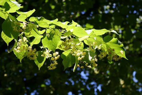 Linden .